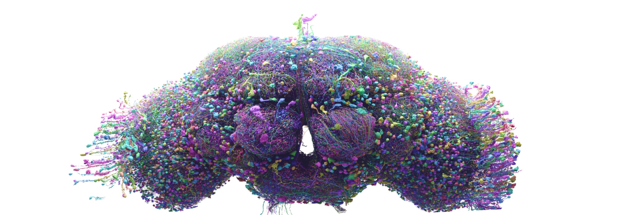 Whole Organism Emulation (WOE)